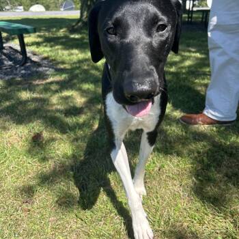 Ranger -  German Shorthaired Pointer Dog for Adoption in Pottsville, Pennsylvania - Ranger | PetCurious