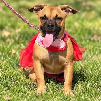 Breezy Sunshine -  Dachshund and French Bulldog Dog for Adoption in Saugus, Massachusetts - Breezy Sunshine | PetCurious