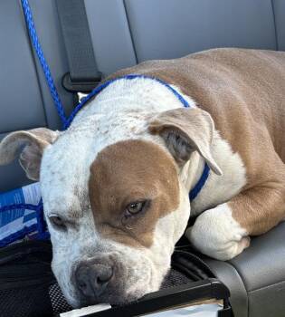 American Bulldog and Mixed Breed Dogs Available for Adoption in Grand Prairie, Texas - BENJAMIN | PetCurious