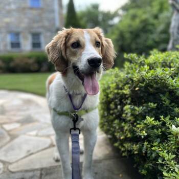 Roscoe FKA Thumper -  Beagle and Mixed Breed Dog for Adoption in Falls Church, Virginia - Roscoe FKA Thumper | PetCurious