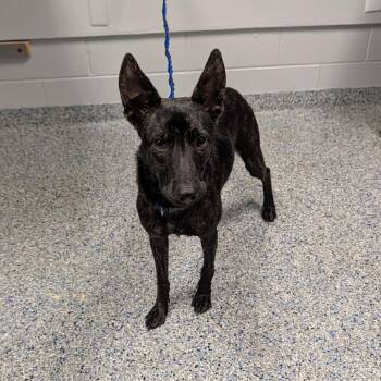 Butterball -  Mixed Breed Dog for Adoption in Greenville, South Carolina - Butterball | PetCurious