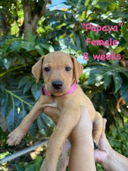 Papaya -  Labrador Retriever Dog for Adoption in Ringwood, New Jersey - Papaya | PetCurious