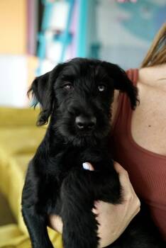 Sparkle -  Poodle and Golden Retriever Dog for Adoption in Pasadena, California - Sparkle | PetCurious