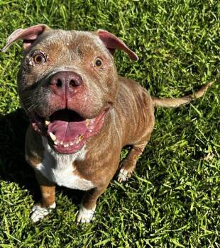 ZEUS -  Pit Bull Terrier Dog for Adoption in Grovetown, Georgia - ZEUS | PetCurious
