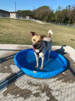 Heidi -  Mixed Breed Dog for Adoption in Wellington, Kansas - Heidi | PetCurious