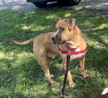 Biggie (with Poppy) -  Terrier and Pit Bull Terrier Dog for Adoption in Annapolis, Maryland - Biggie (with Poppy) | PetCurious