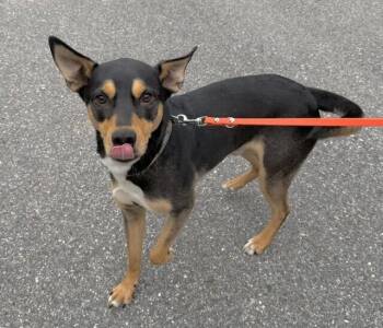 Chuck (aka Charlie) -  Australian Kelpie Dog for Adoption in Washington, District Of Columbia - Chuck (aka Charlie) | PetCurious