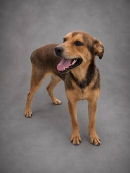 Juan -  Shepherd and Mixed Breed Dog for Adoption in Hardeeville, South Carolina - Juan | PetCurious