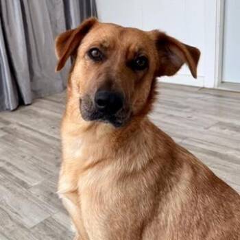 Shepherd and Mixed Breed Dogs Available for Adoption - Fancy | PetCurious