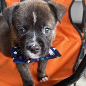 Stratus -  Mixed Breed Dog Available for Adoption in Austin, Texas - Stratus | PetCurious