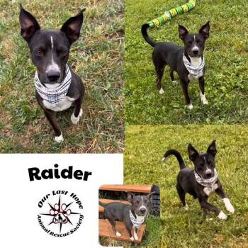 Raider -  Terrier Dog for Adoption in Princeton, British Columbia - Raider | PetCurious