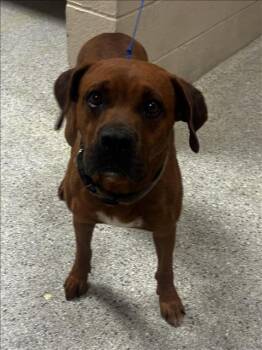 Redbone Coonhound and Mixed Breed Dogs Available for Adoption in Conroe, Texas - A428351 | PetCurious