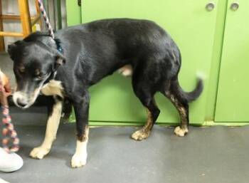Dallas -  Border Collie and Labrador Retriever Dog for Adoption in Picayune, Mississippi - Dallas | PetCurious