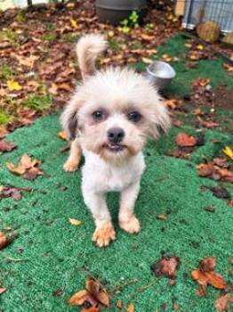 Timmy -  Shih Tzu Dog for Adoption in Tifton, Georgia - Timmy | PetCurious