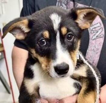 Australian Cattle Dog Blue Heeler Dogs Available for Adoption - Scooter | PetCurious