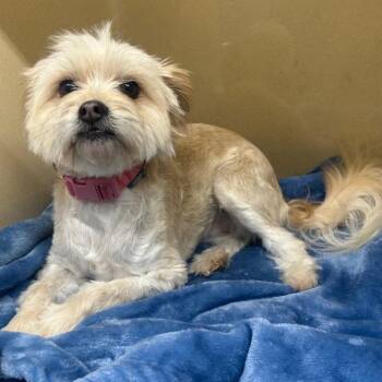 Malibu -  Terrier Dog for Adoption in Bloomfield, Connecticut - Malibu | PetCurious