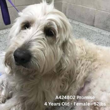 Promise -  Mixed Breed Dog for Adoption in Tomah, Wisconsin - Promise | PetCurious
