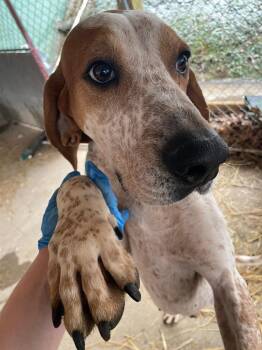 Donnie -  Redbone Coonhound Dog Available for Adoption in Parsons, West Virginia - Donnie | PetCurious