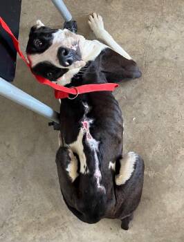 Pit Bull Terrier Dogs Available for Adoption - Benito | PetCurious