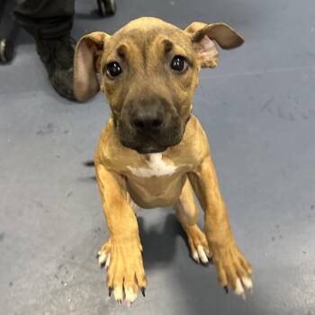 Azara -  Boxer and Mixed Breed Dog for Adoption in Greensboro, North Carolina - Azara | PetCurious
