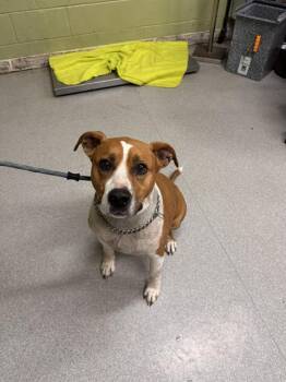 Pit Bull Terrier and Mixed Breed Dogs Available for Adoption - ELLIE MAY | PetCurious