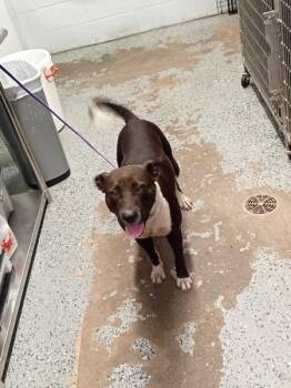 Lily -  Pit Bull Terrier Dog for Adoption in Mobile, Alabama - Lily | PetCurious