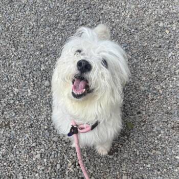 Lady -  Mixed Breed Dog for Adoption in Fairport, New York - Lady | PetCurious