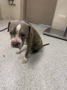 A431121 -  Pit Bull Terrier and Mixed Breed Dog for Adoption in Conroe, Texas - A431121 | PetCurious