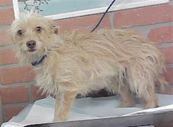 LIL GIRL -  Chihuahua and Mixed Breed Dog for Adoption in Houston, Texas - LIL GIRL | PetCurious