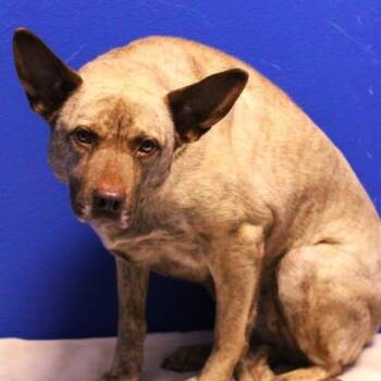 26-01207 -  Shepherd Dog for Adoption in Fredericksburg, Virginia - 26-01207 | PetCurious