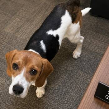 Beagle Dogs Available for Adoption in Boca Raton, Florida - Atlas 4605 | PetCurious