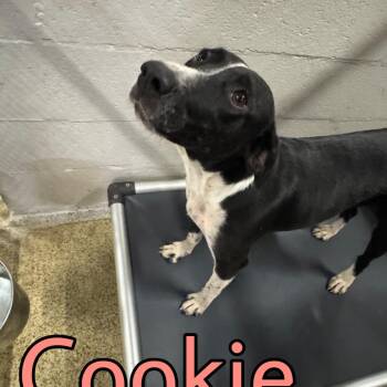 Cookie -  Mixed Breed Dog for Adoption in Marble, North Carolina - Cookie | PetCurious