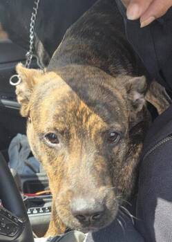 BUZZ -  Dutch Shepherd Dog for Adoption in San Antonio, Texas - BUZZ | PetCurious