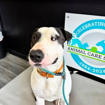Macho Man -  Bull Terrier Dog for Adoption in Louisville, Kentucky - Macho Man | PetCurious