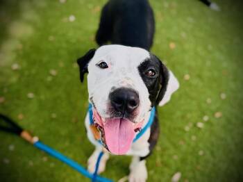 BERRY -  Pit Bull Terrier and Labrador Retriever Dog for Adoption in Orlando, Florida - BERRY | PetCurious