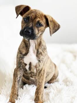 Rescue Shepherd and Terrier Dogs for Adoption in Savage, Minnesota - Ivy League Litter - Columbia | PetCurious