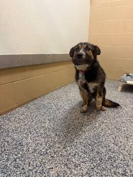 Mixed Breed Dogs Available for Adoption in Fort Collins, Colorado - Seska | PetCurious