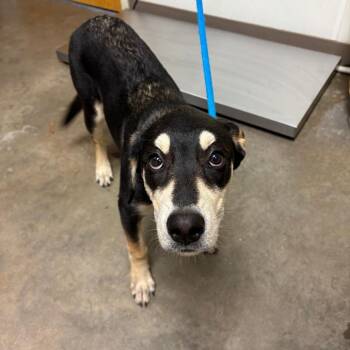 Butterscotch -  Siberian Husky and Shepherd Dog for Adoption in Ottawa, Kansas - Butterscotch | PetCurious