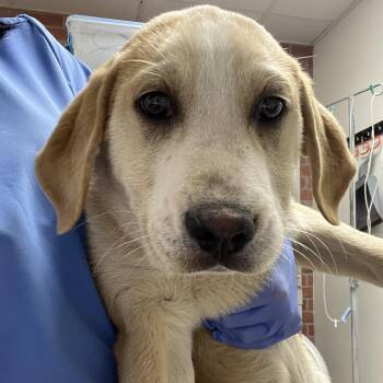Yellow Labrador Retriever and Shepherd Dogs Available for Adoption in Enfield, New Hampshire - Sheldon | PetCurious