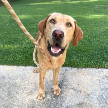 Rescue Labrador Retriever Dogs for Adoption in New York, New York - Sherpa Throw | PetCurious