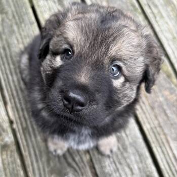 Border Collie and German Shepherd Dog Dogs Available for Adoption in Andover, Massachusetts - Aurora Hufflepup | PetCurious