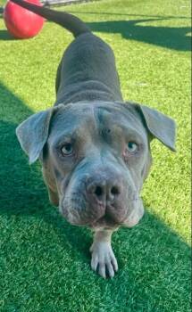 Rescue Pit Bull Terrier Dogs for Adoption in Eagle, Idaho - Denver **Courtesy Post. Out Of Town Pet. See Below For Details** | PetCurious