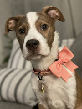Rescue Pit Bull Terrier Dogs for Adoption in Minneapolis, Minnesota - Nyla | PetCurious