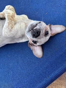 LJ -  Hound Dog for Adoption in Greenville, South Carolina - LJ | PetCurious