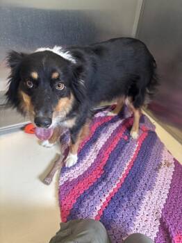 Australian Shepherd Dogs Available for Adoption in Kalamazoo, Michigan - Star | PetCurious