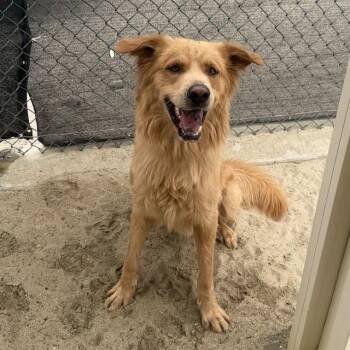 NARUTO -  Golden Retriever and Mixed Breed Dog for Adoption in Thousand Palms, California - NARUTO | PetCurious