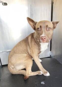 Rescue Terrier Dogs for Adoption in San Antonio, Texas - STACY | PetCurious