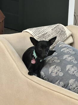 Rescue Chihuahua Dogs for Adoption in Nashville, Tennessee - Cece | PetCurious