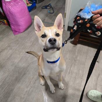 Bingo -  Husky and Mixed Breed Dog for Adoption in Waldorf, Maryland - Bingo | PetCurious