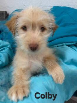 Chihuahua and Terrier Dogs Available for Adoption in Ellijay, Georgia - Colby | PetCurious